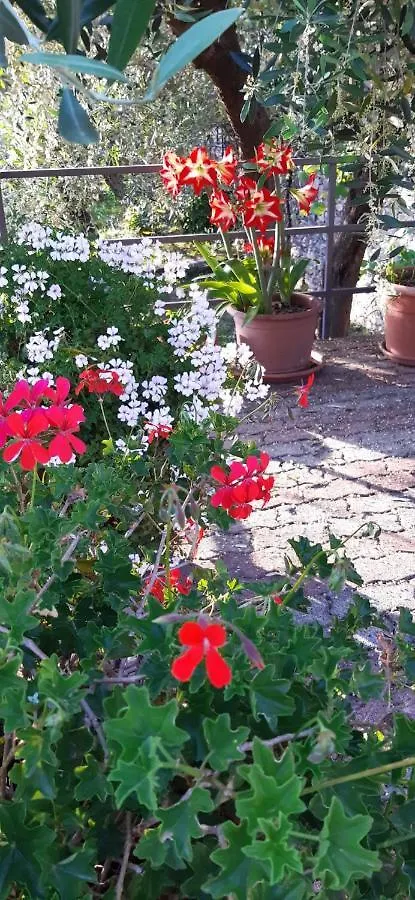Guest house Da Nonno Vittorio Hotel Vescina Italy